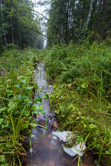 Clean creek running through the summer forest