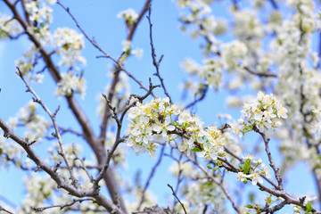 Beautiful blossoming tree outdoors on spring day, closeup