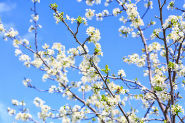 Beautiful blossoming tree branches outdoors on spring day