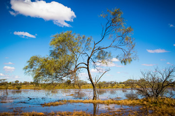 Single tree reaching out a billabong in the Australian Outback