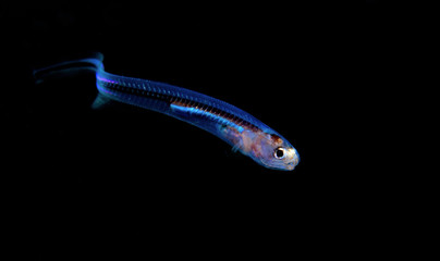 The Silver perlfish.