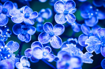 紫陽花　クローズアップ