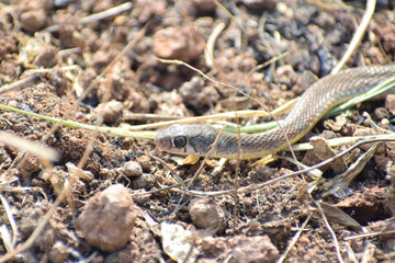 Snake on the ground