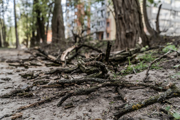 Fototapeta premium Rough dried broken wood branch. Green tree behind. Close-up.