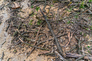 Dark brown sticks and leaves. Sanitary deforestation. Heap of dry brushwood and deadwood