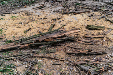 Pile of logs, sticks and bark, other pieces of woods from fallen tree outside surrounded by other organic and decomposing.