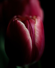 Tulipan na czarnym tle