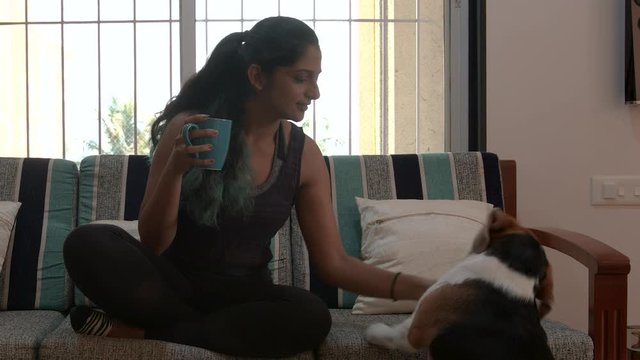 Beagle asking for a walk to indian woman sitting on a sofa