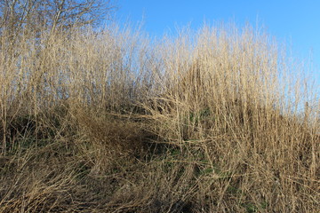 dry grass on the slope