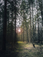 Morning in a pine forest. Early spring, road in the forest. Sunrise. Russian forest.