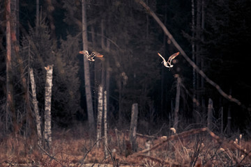 Złamane drzewa rosnące na bagnie © Adam