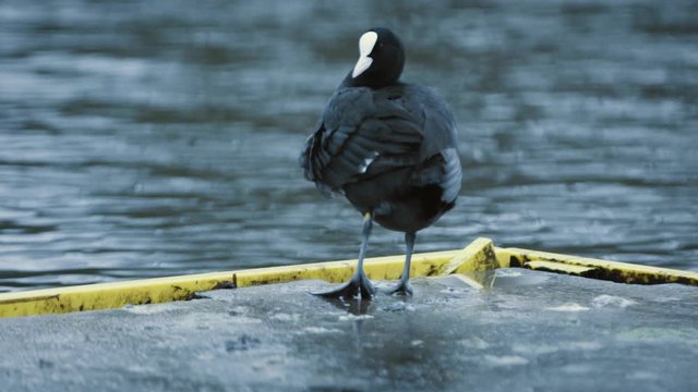 Bird cleaning itself on the side of a pier, slow motion
