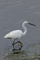 Little Egret (Egretta gazetta) in the shallows, Drift Reservoir, Cornwall, England, UK.