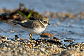 Common Ringed Plover, (Charadrius hiaticula), juvenile on the beach, Cornwall, England, UK.
