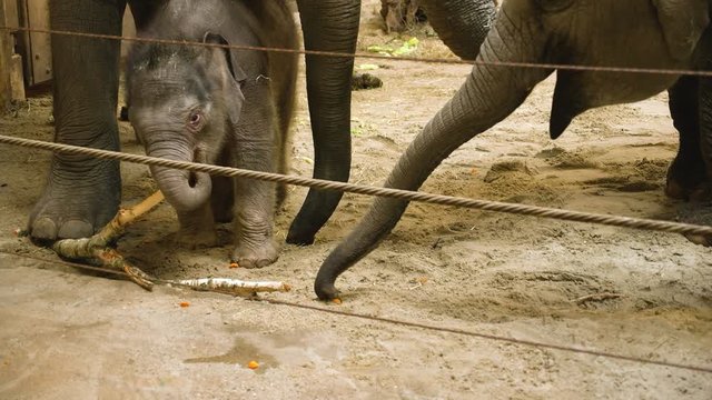 Three adults and one newborn Asian elephant using their long trunks to deftly pick up bits of fruit, Zoo Planckendael
