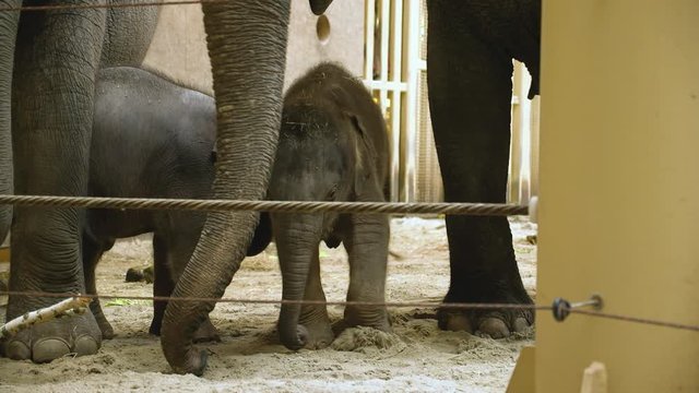 Two newborn Asian elephant calves playing in the sand under their mother's watchful eye, Zoo Planckendael