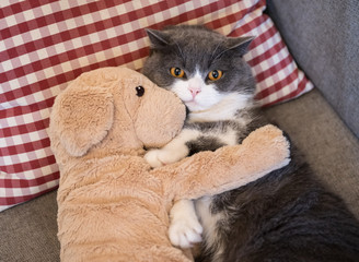 British shorthair cat holding puppy rag doll