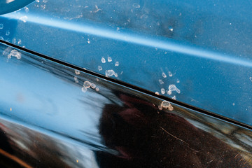 Animal footprints on a dirty car. Cats or martens can chew the wire in the car. - 343719317