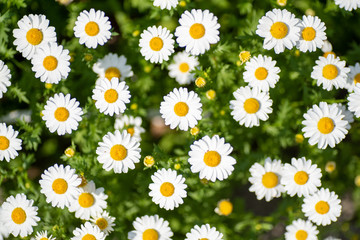 daisies in the grass