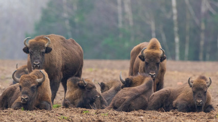 European bison (Bison bonasus) herd resting