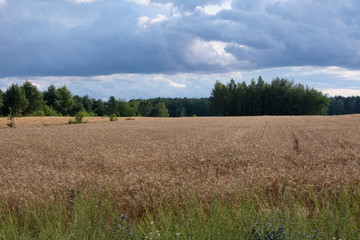 Obraz premium Rye field in sunset light