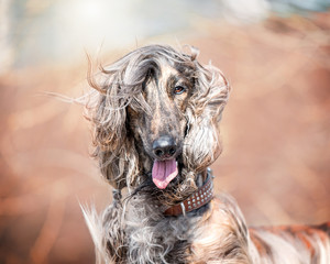 
portrait of an afghan hound