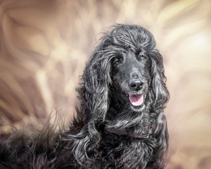 
portrait of an afghan hound