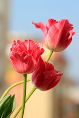 Naklejka premium Pink tulips in a bouquet close up