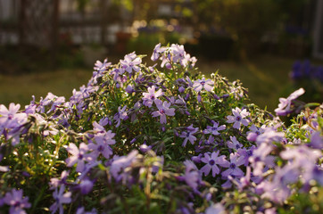 Obraz premium 芝桜