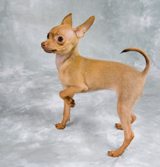 Russian toy terrier puppy on grey background