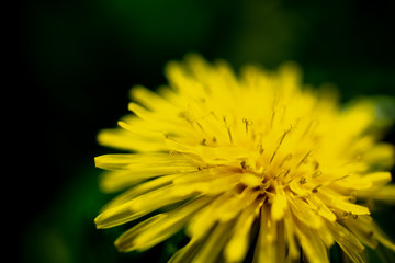 yellow dandelion flower