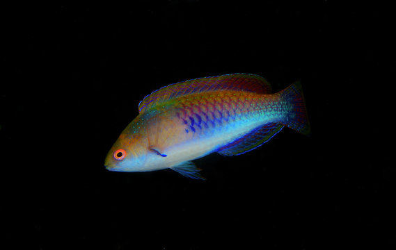 The Bluesided wrasse