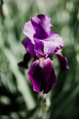 Plant or flower in early spring