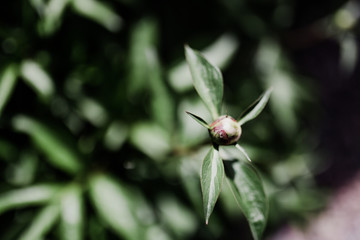 Plant or flower in early spring