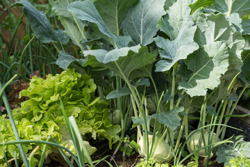 Kohlrabi und Salat im Garten
