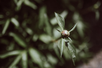 Plant or flower in early spring