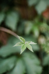 Plant or flower in early spring