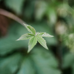 Plant or flower in early spring