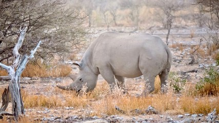 Fototapeta premium Side view of a solitary adult black rhino (Diceros bicornis) grazing on a misty morning in Etosha National Park, Namibia.