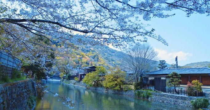 4K 日本 京都　桜 美しい古都　電動ジンバルで撮影,滑らかで浮遊する動き