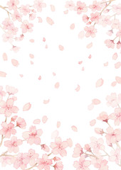 桜満開、花びら舞う