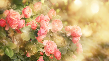 Summer natural green background with pink flowers. Vintage card with peach roses and bokeh, toned image