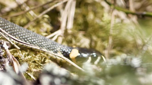 Grass snake crawls over green moss