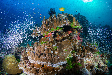 Tropical fish and glassfish around thriving, colorful hard corals on a tropical coral reef system in Thailand