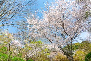 根来寺もみじ谷公園のさくらと緑