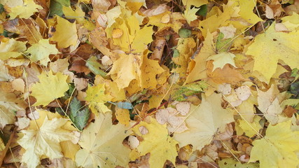 Maple leaves are very beautiful in autumn in October, carpet of autumn yellow maple leaves