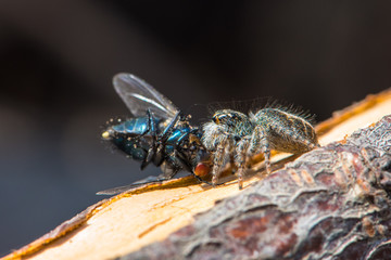 Jumping spider with caught fly