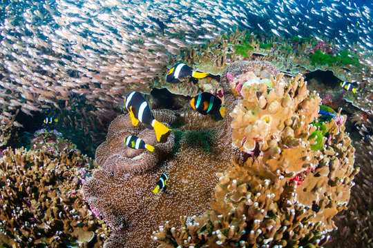 Underwater image of a family of cute banded Clownfish (Clarks Anemonefish) on a tropical coral reef in Thailand's Similan Islands