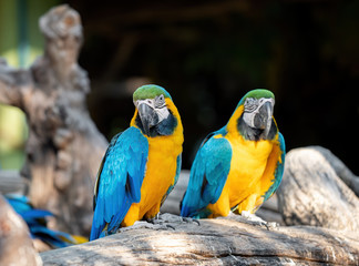 Close up Blue and Gold Macaw Perched on Branch Isolated on Blurry Background