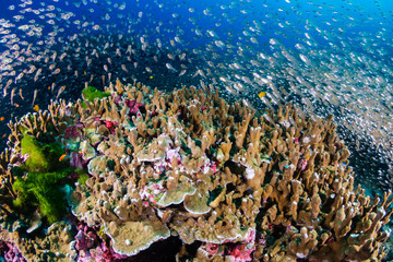 Fototapeta na wymiar Tropical fish and glassfish around thriving, colorful hard corals on a tropical coral reef system in Thailand
